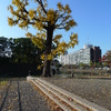 銀杏