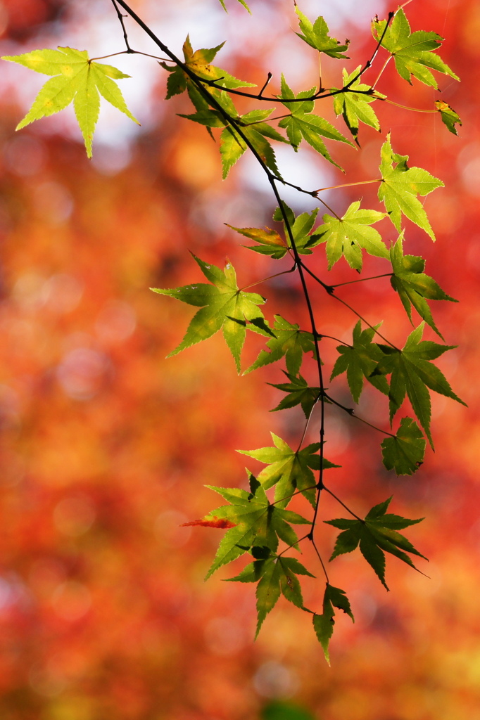 紅葉の中の青葉