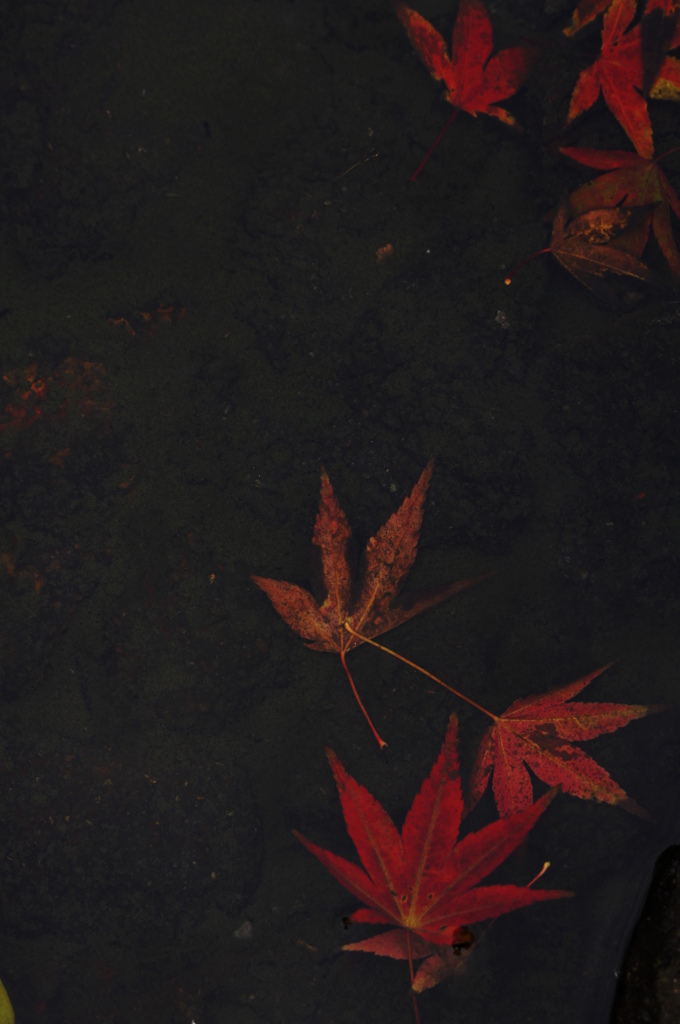 2010紅葉狩り　～沈む紅葉～