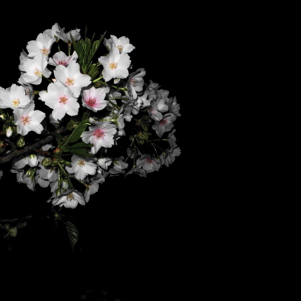 2010　闇夜の桜