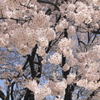 押し寄せる桜