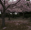 2010　散りゆく桜