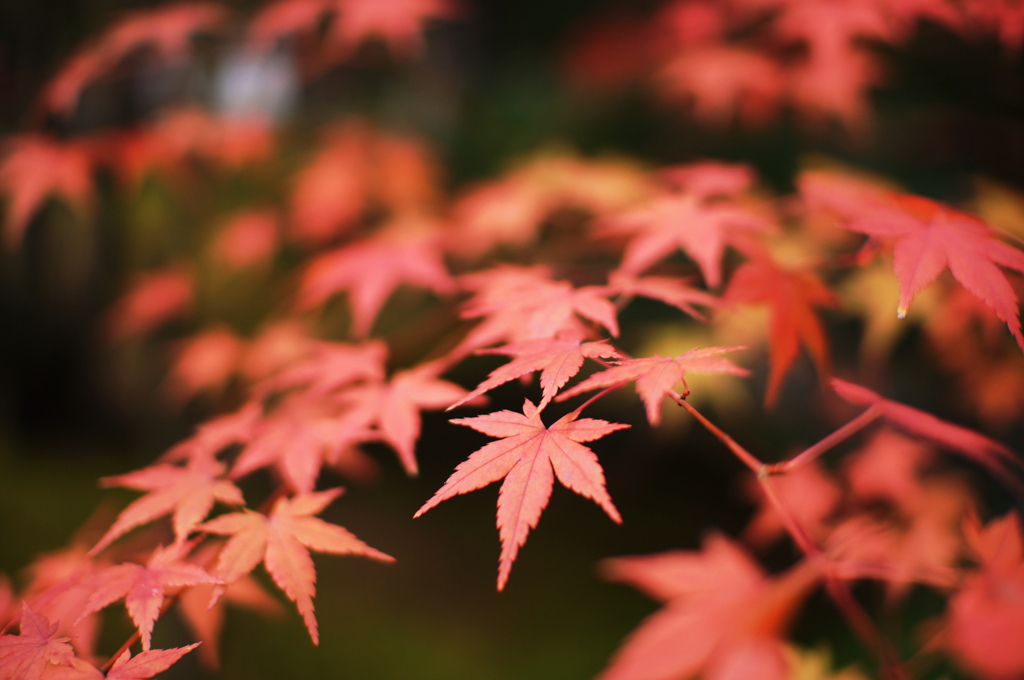 2010　紅葉狩り　～赤もみじ～
