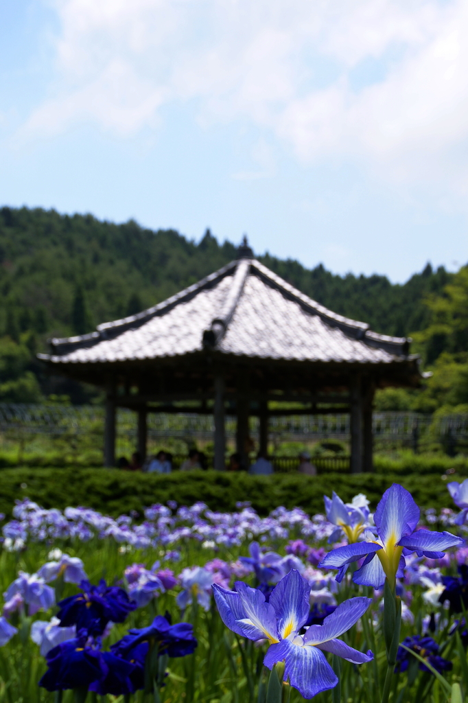 花しょうぶ園　-3-