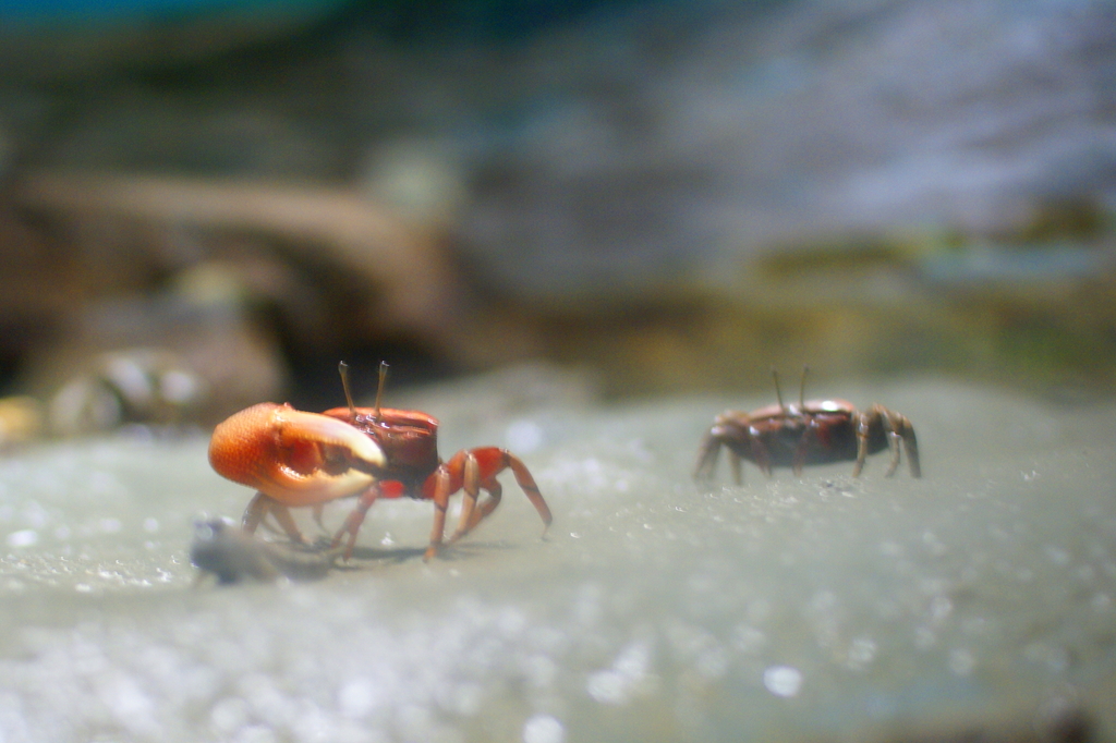 カニ