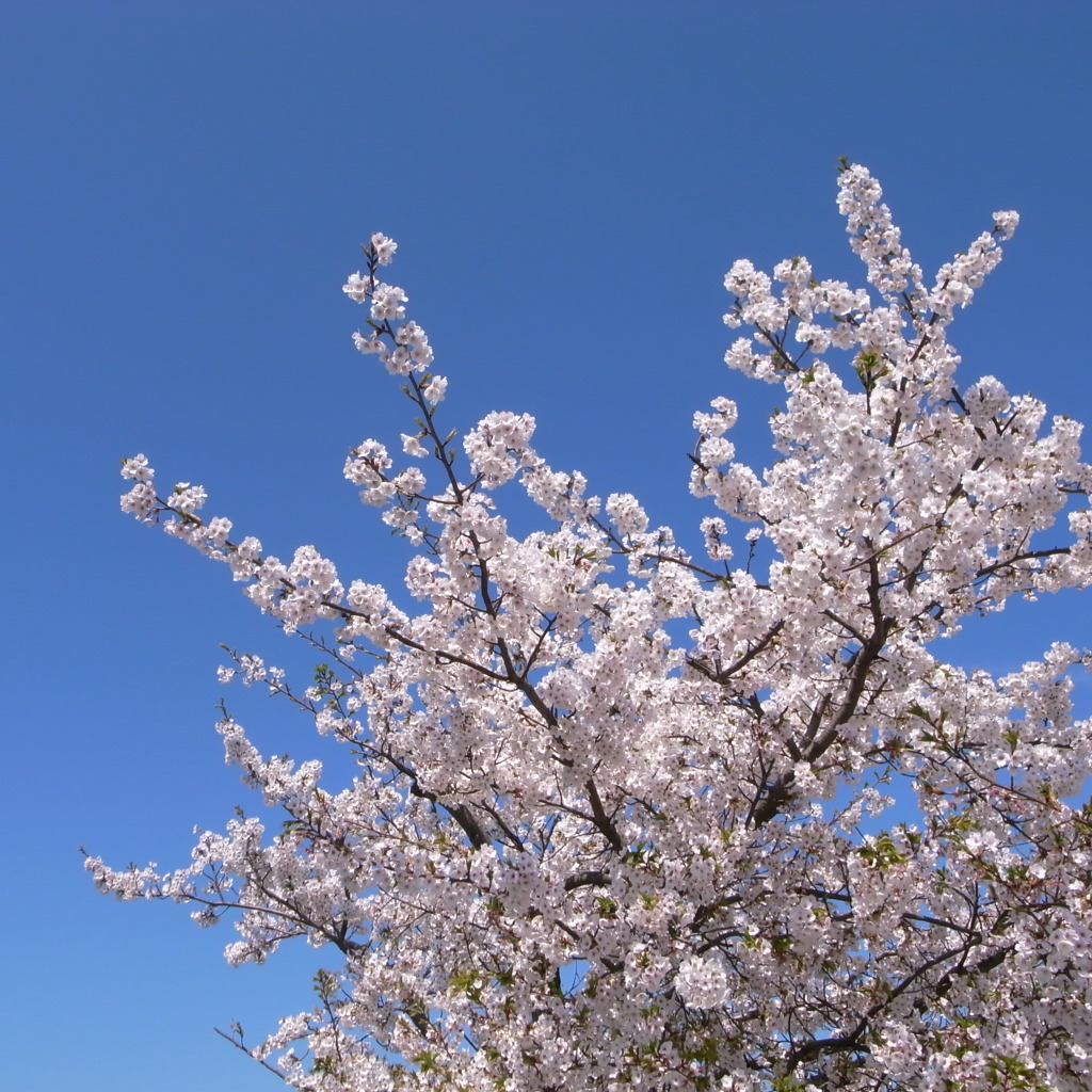 2010　SAKURA