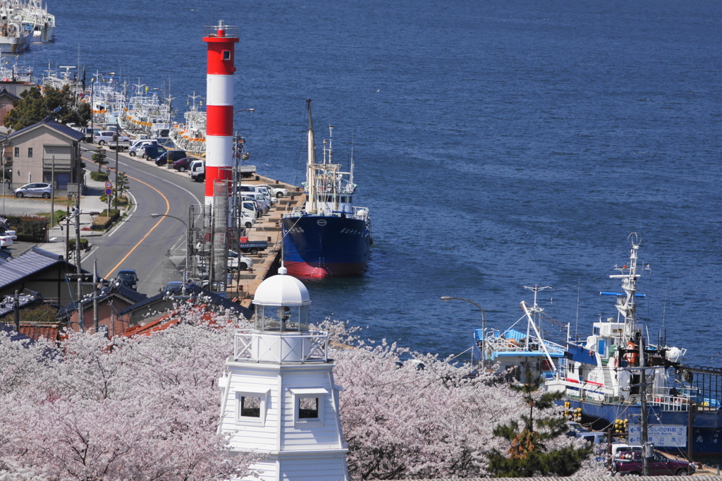 港の桜