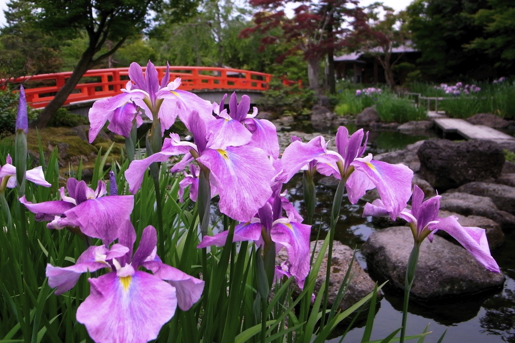 花菖蒲の季節