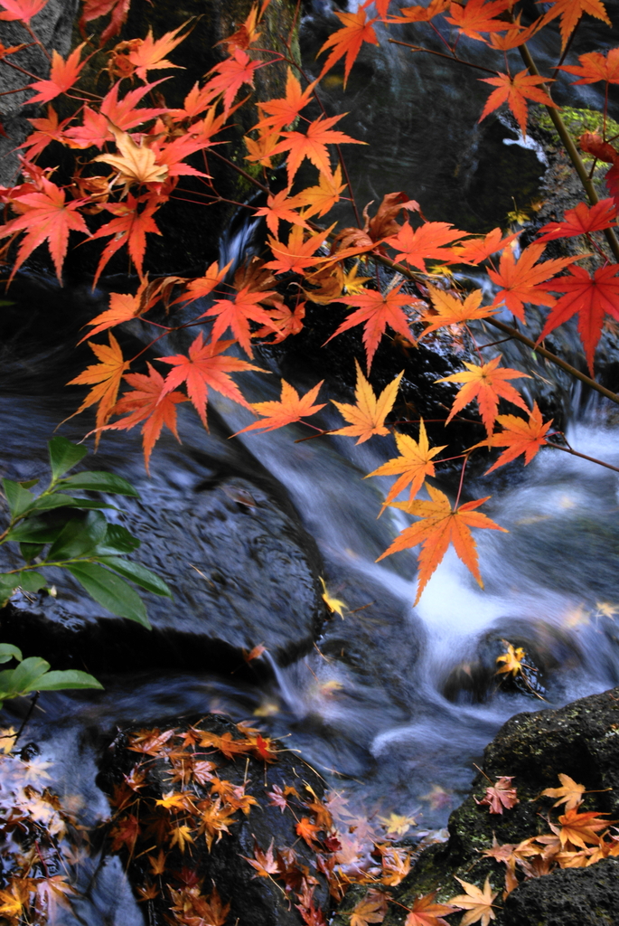 小川+紅葉