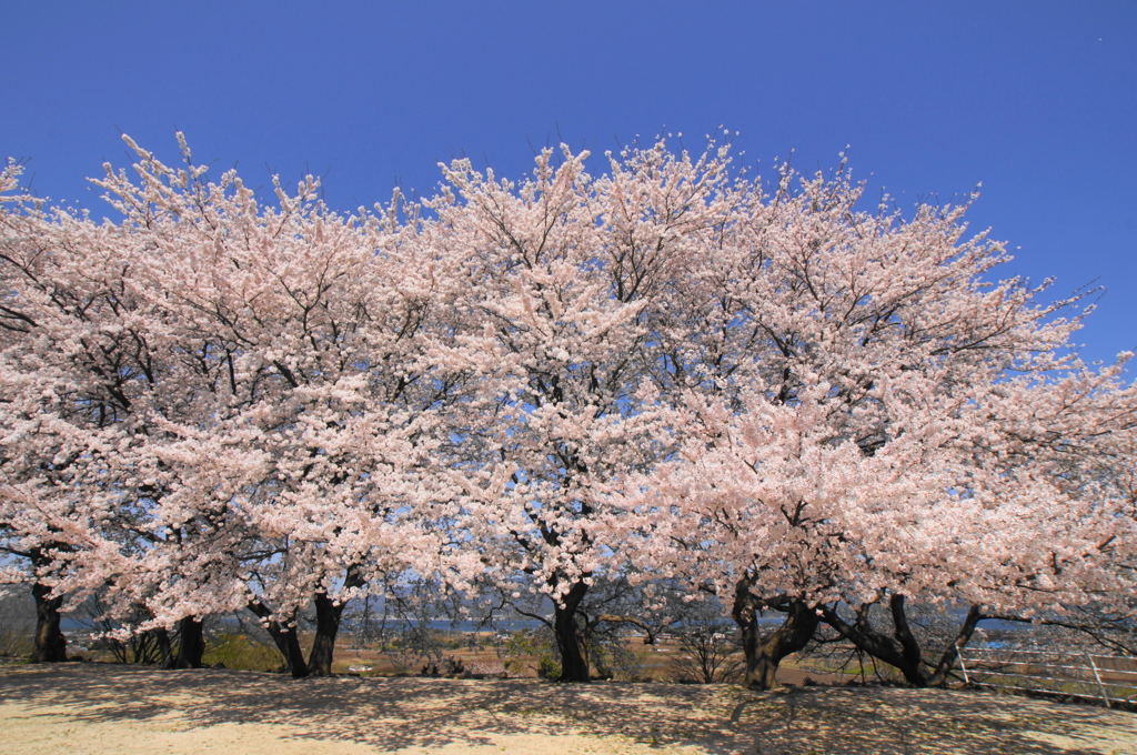 桜花満開