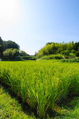 田園　-夏-