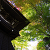 彩り天井