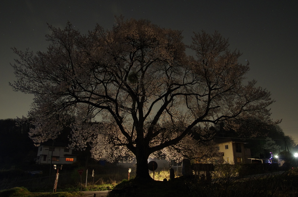 Sakura Silhouette