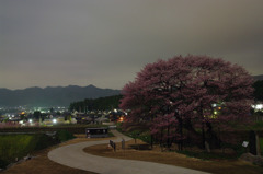 黒部のエドヒガン桜