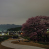 黒部のエドヒガン桜
