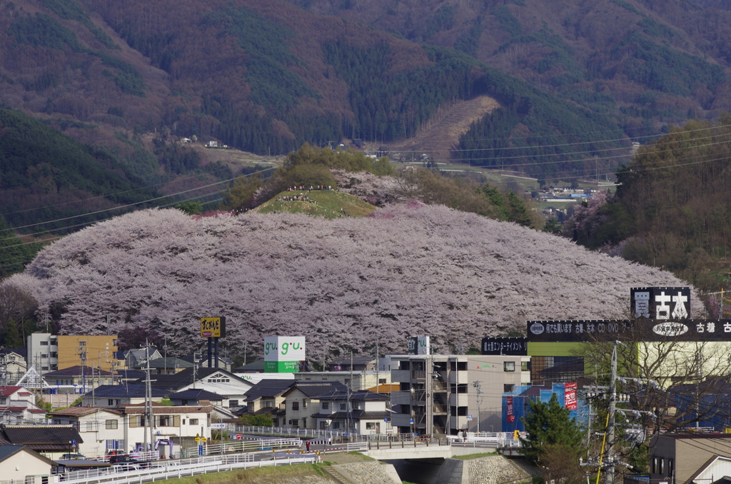 桜山 満開!!