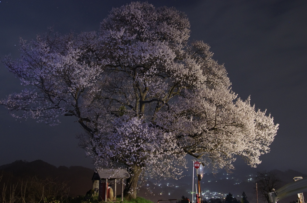 名も無き一本桜