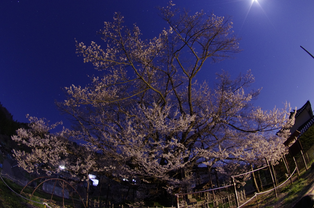 神代桜