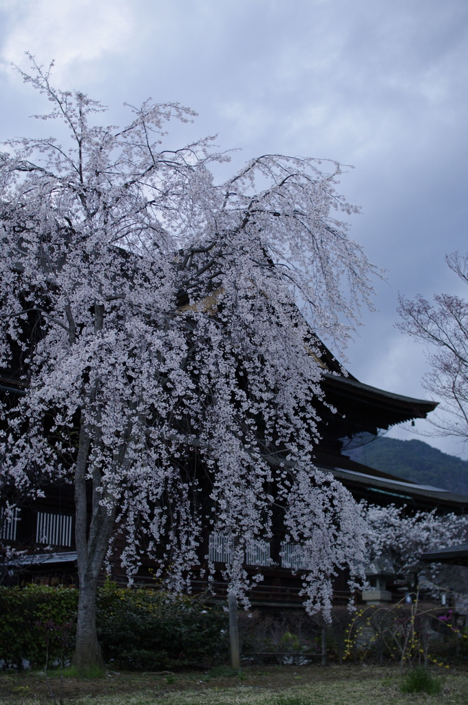 善光寺のしだれ