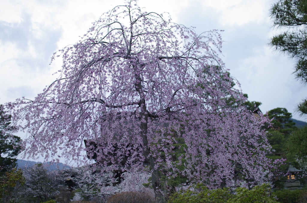 善光寺のしだれ