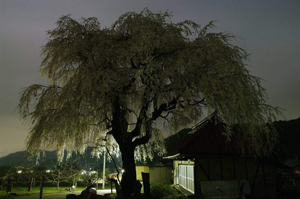中塩のしだれ桜