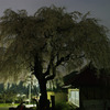 中塩のしだれ桜