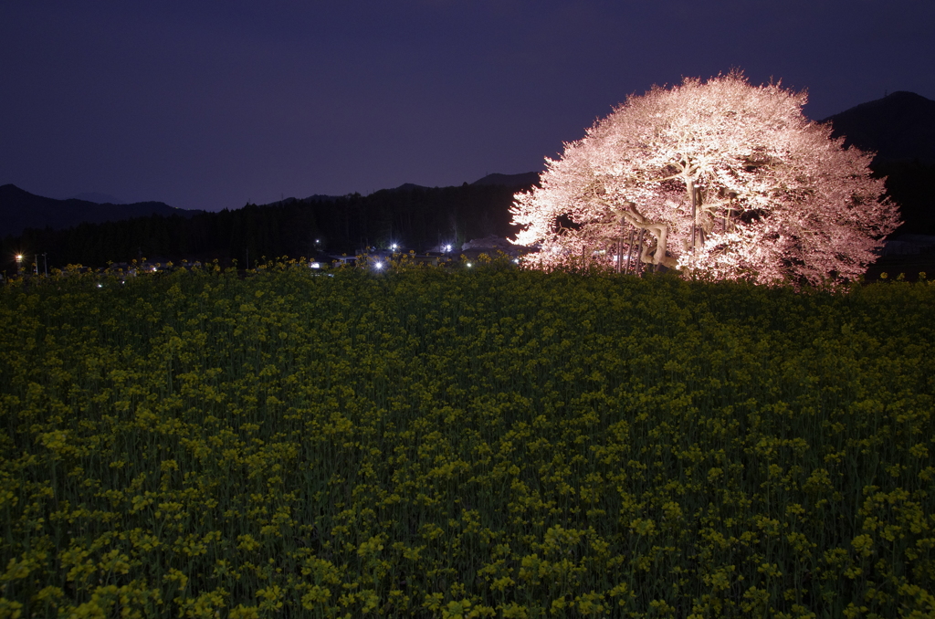 黒部のエドヒガン桜