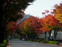 街角の彩り (2007)