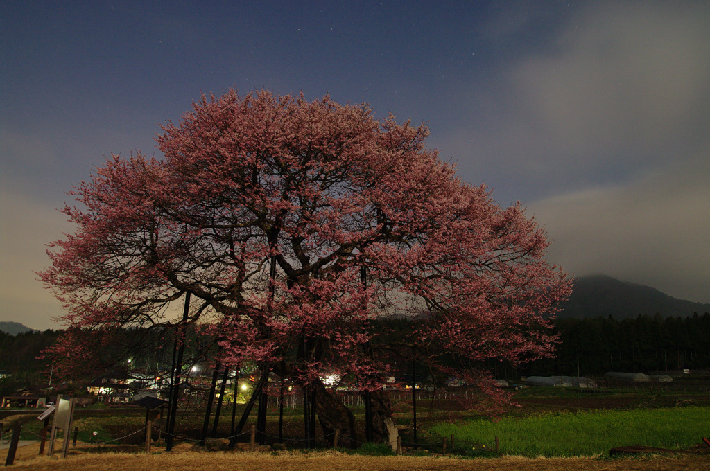 黒部のエドヒガン桜