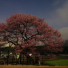 黒部のエドヒガン桜