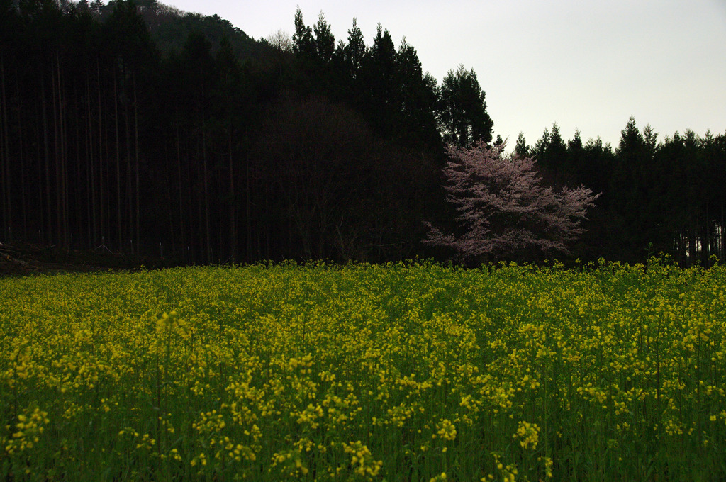 菜の花と山桜