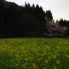 菜の花と山桜