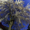 中塩のしだれ桜