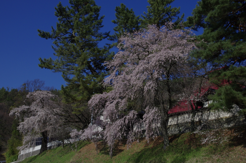 蓮華寺