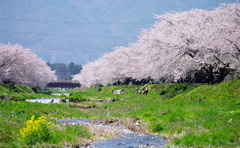 桜の堤防