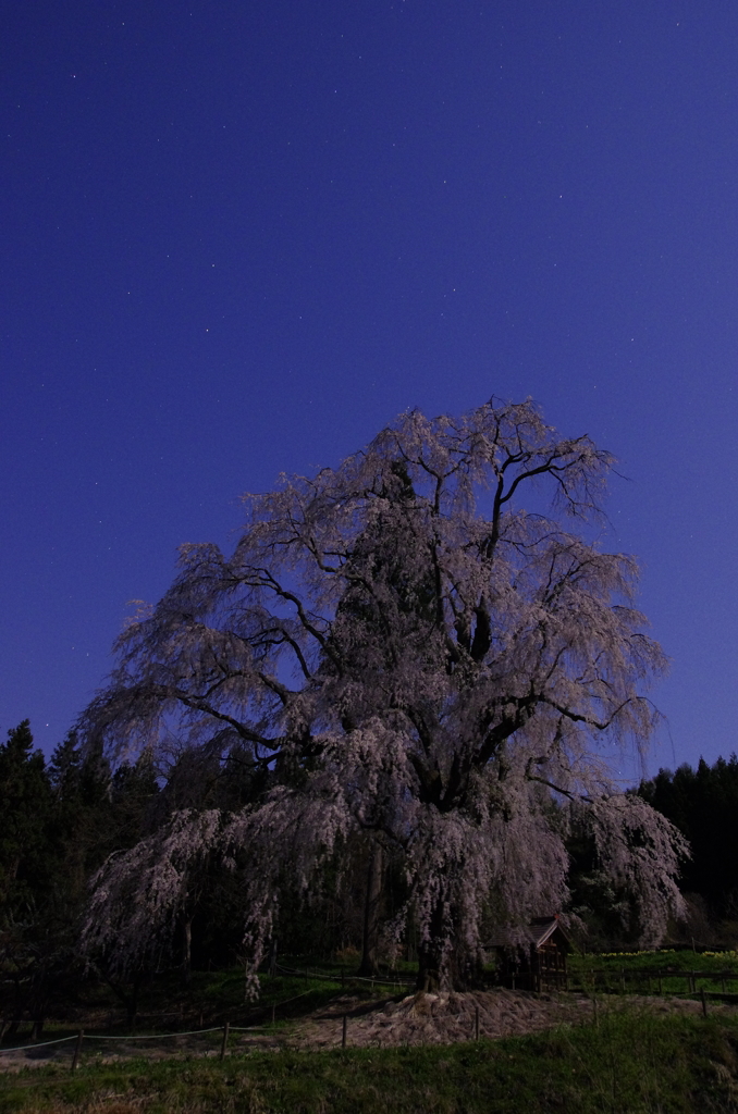 水中のしだれ桜