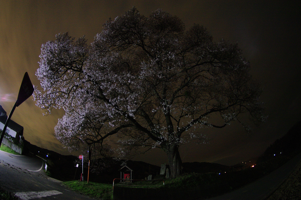 名もなき 一本桜