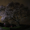 名もなき 一本桜