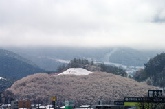 桜の山は雪の山