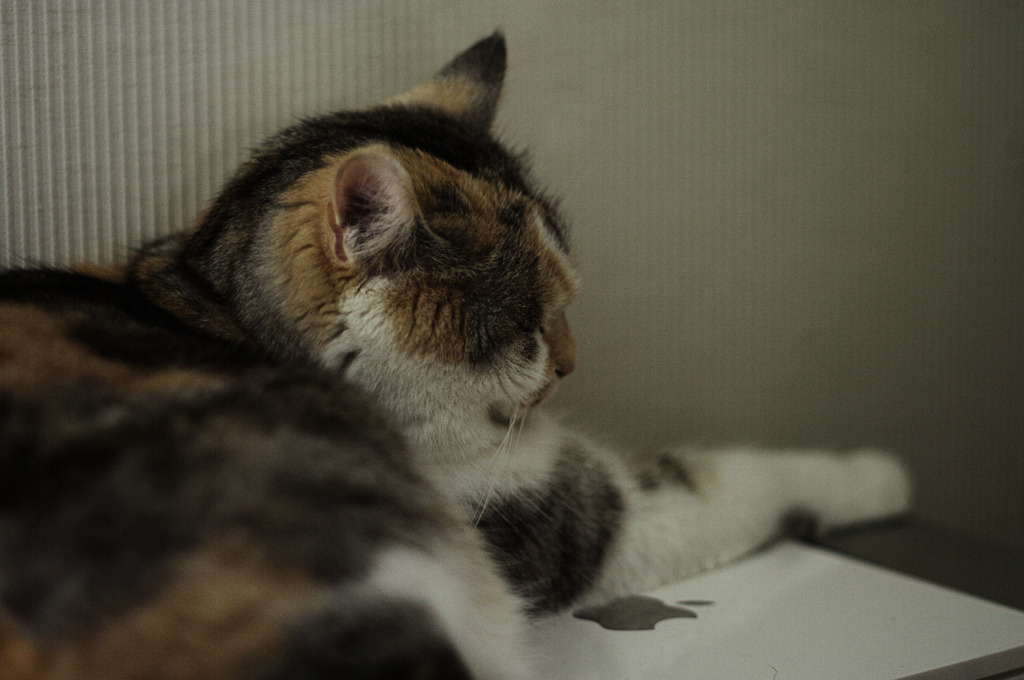 Macintosh