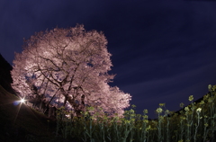 菜の花目線