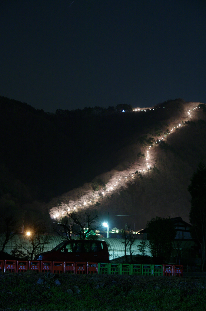 光桜道