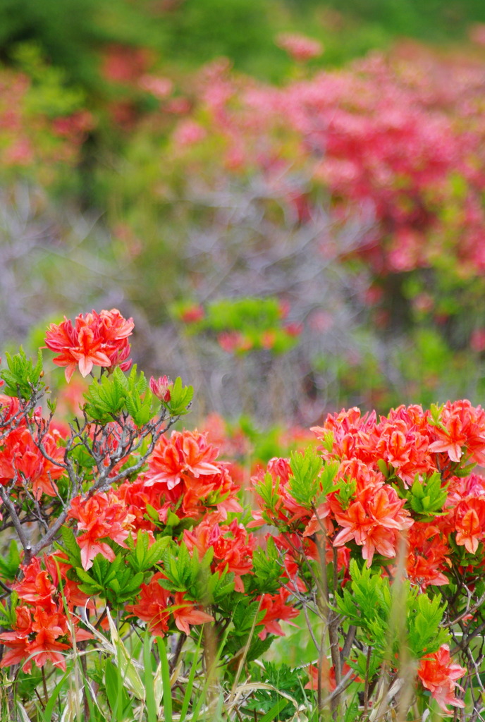 レンゲツツジ