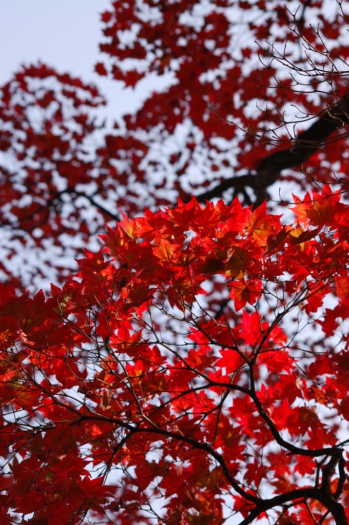 紅く紅く