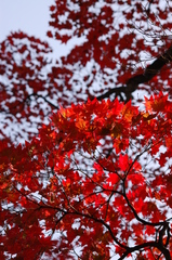 紅く紅く