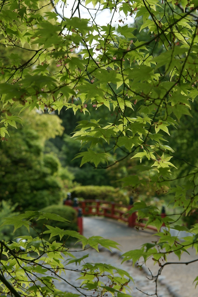 春日大社　萬葉植物園