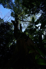 生田の森