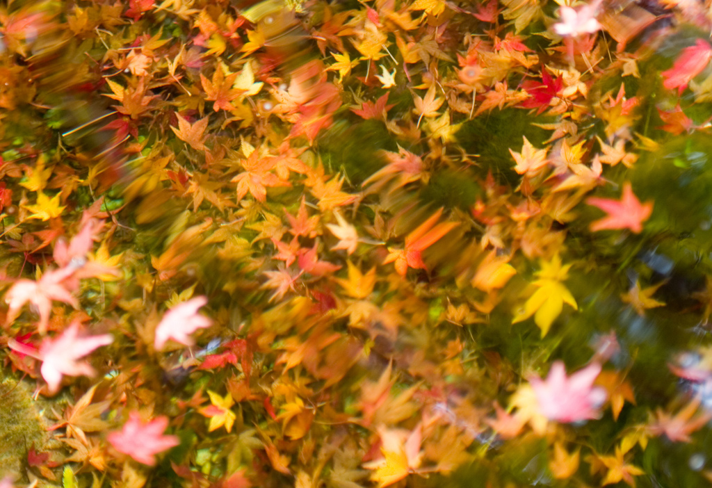 水中の紅葉