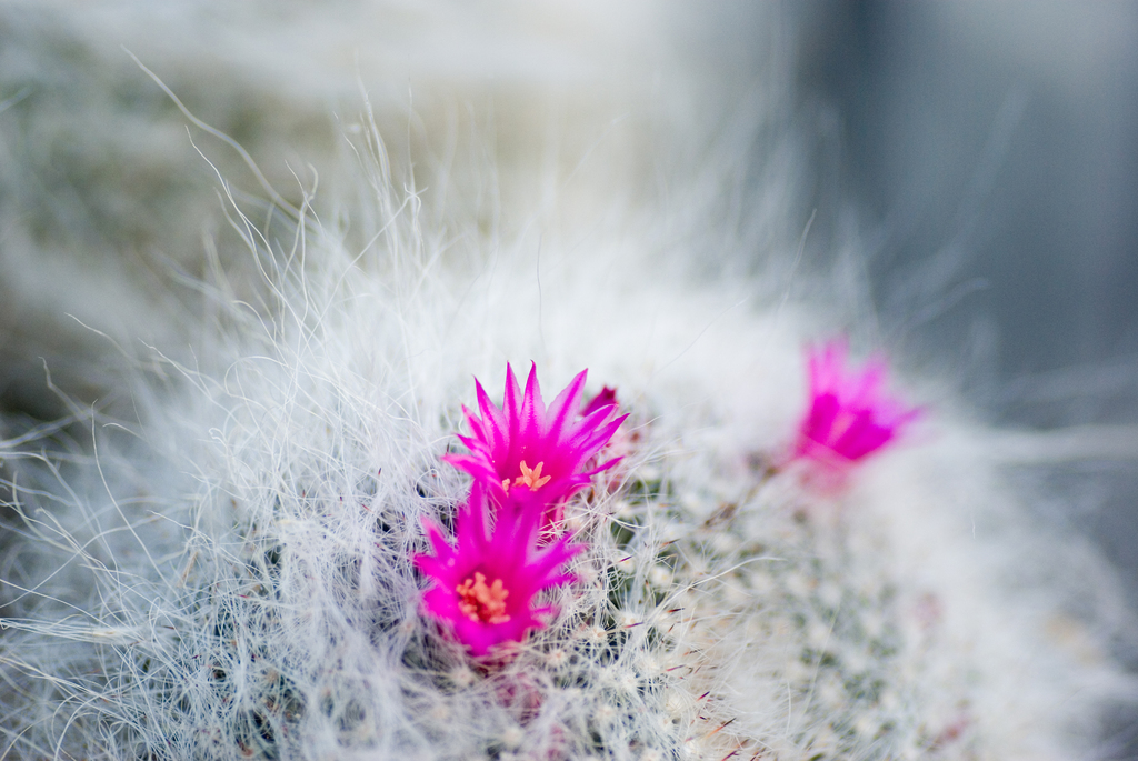 サボテンの花