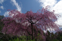 桜満開でした！